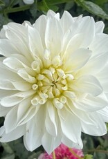 4 Stück White Perfection