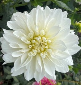 4 Stück White Perfection