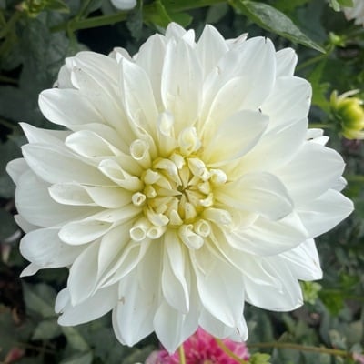 4 Stück White Perfection