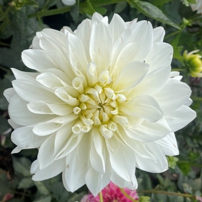 4 stuks White Perfection