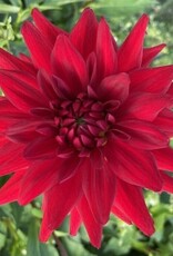 x Stück Red Pygmy AUSVERKAUFT