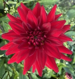 4 stuks Red Pygmy Levering vanaf december