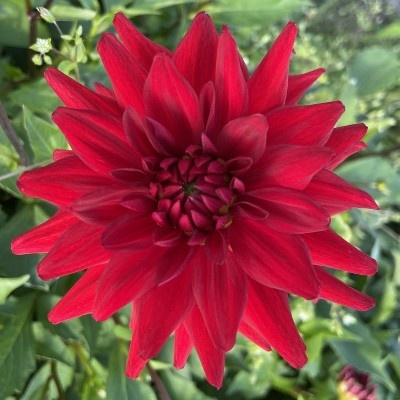 4 stuks Red Pygmy Levering vanaf december