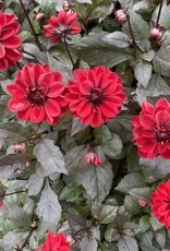 4 stuks Chic en Rouge