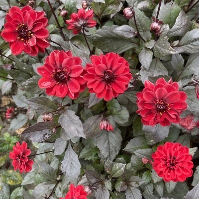 4 stuks Chic en Rouge