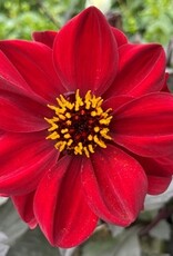 4 stuks Chic en Rouge