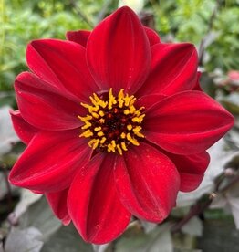 4 stuks Chic en Rouge