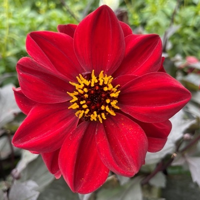 4 stuks Chic en Rouge