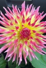 4 stuks Lindsay Michelle