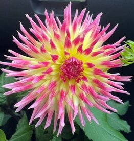 4 stuks Lindsay Michelle Levering vanaf december