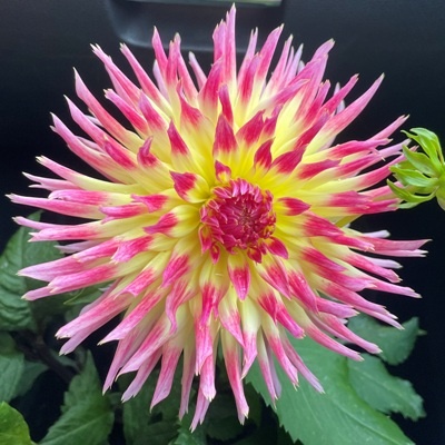 4 stuks Lindsay Michelle Levering vanaf half december