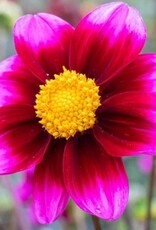 4 stuks Paarsrode Mignondahlia