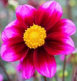 4 Stück Purpurrote einfache Dahlie