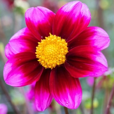 4 Stück Purpurrote einfache Dahlie