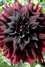 x stuks Rip City UITVERKOCHT