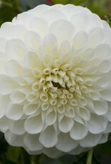 4 stuks Petra's Wedding