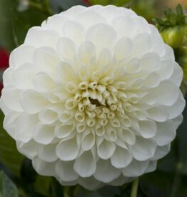 4 stuks Petra's Wedding