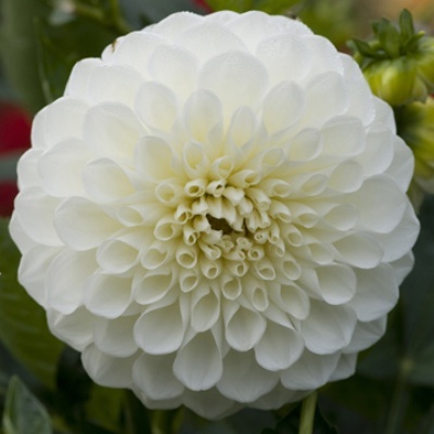 4 stuks Petra's Wedding