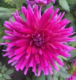 4 Stück Purple Gem LIEFERUNG AB DEZEMBER