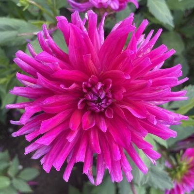 4 Stück Purple Gem LIEFERUNG AB DEZEMBER