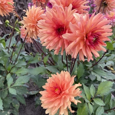 4 stuks Orange Pygmy  LEVERING VANAF DECEMBER