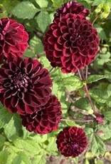 4 Stück Dark Spirit LIEFERUNG AB DEZEMBER