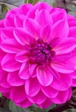 4 Stück Stratos Lieferung ab Dezember