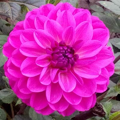 4 Stück Stratos Lieferung ab Dezember