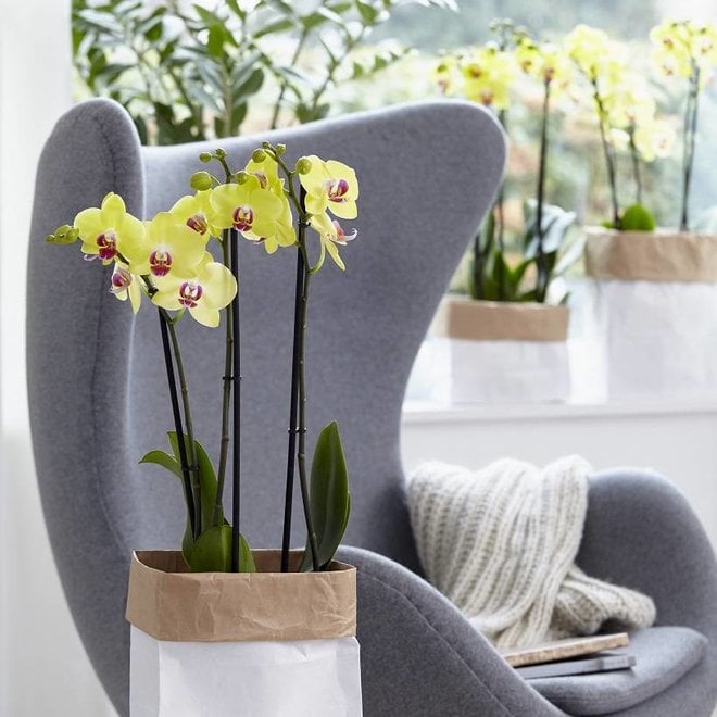 Limelight orchidee(Phalaenopsis) - 70cm