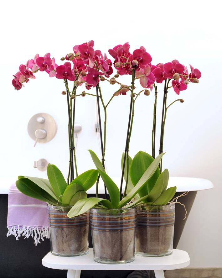 Om toestemming te geven Rafflesia Arnoldi Westers Orchidee Bellini 70cm hoog (Phalaenopsis) - Green Bubble