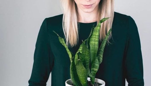 Onze Sansevieria's