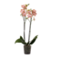 Green Bubble Peach orchid