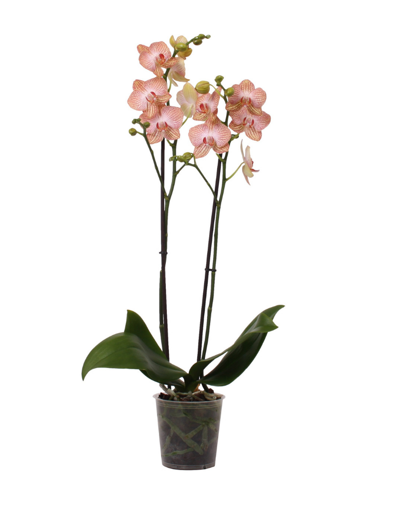 Culture Phalaenopsis et autres orchidées en pot de verre