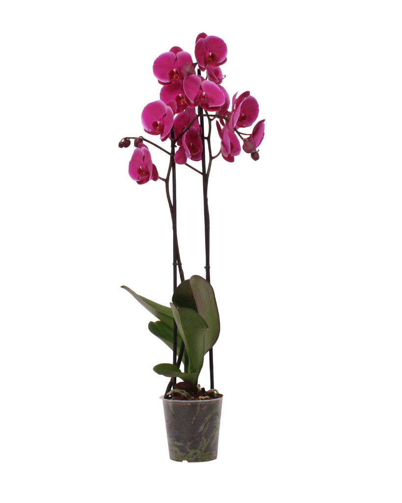 Orchidée Joyride 70cm de haut (Phalaenopsis) 