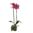 Green Bubble Confetti orchid