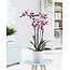 Green Bubble Gespikkelde orchidee Polly