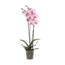 Green Bubble Hope orchid (Pink)
