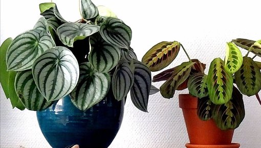 Doe eens gek en bestel een Calathea