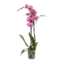 Green Bubble Paarse orchidee Dolly