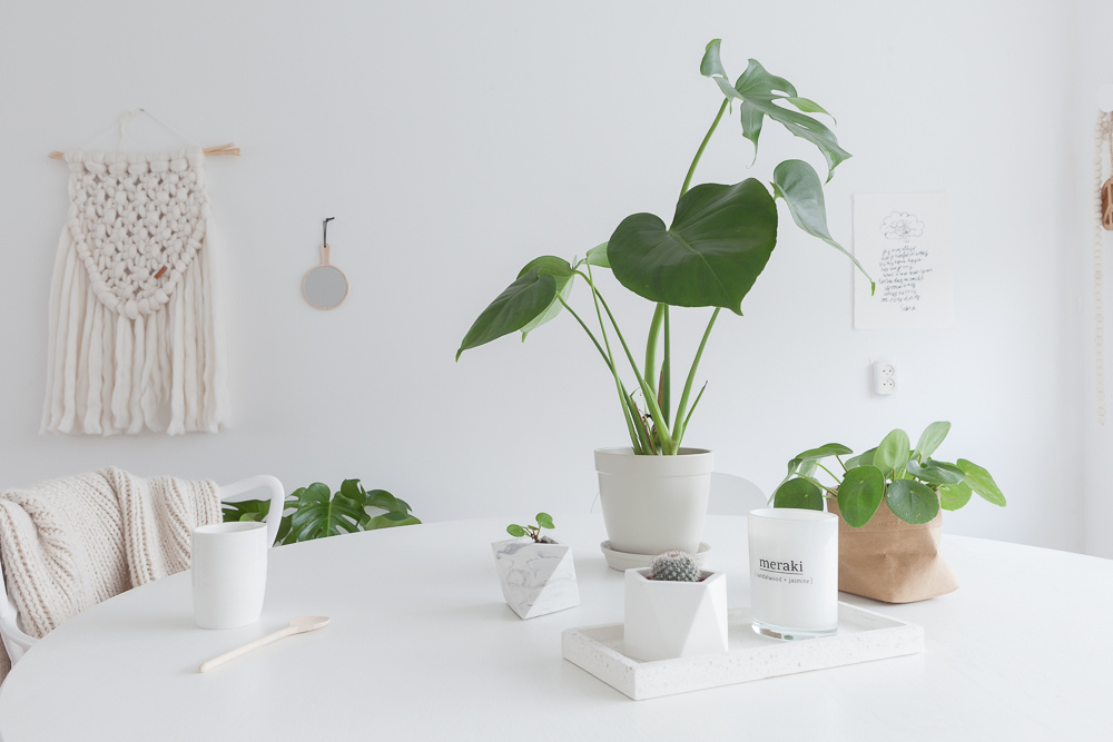 Alles wat je moet weten over de Alocasia