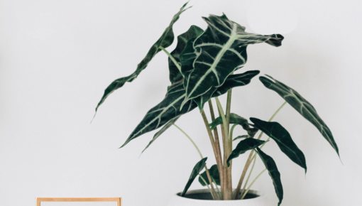 Alocasia