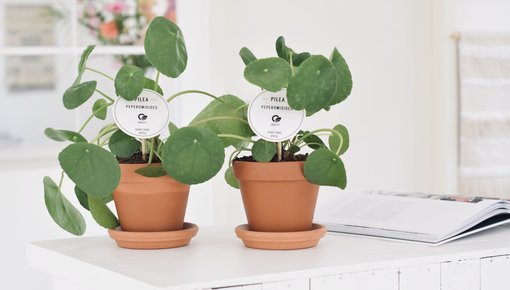 Peperomia