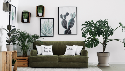 Livingroom plants