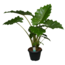 Green Bubble Alocasia XL