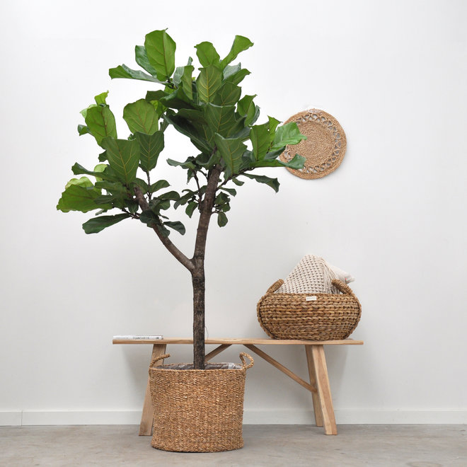 Kaki - Notre collection d'hydro s'agrandit 🌿 Une touche végétale originale  et facile d'entretien. Livraison France entière. #kaki #kakiparis #plantes # plant #végétal #vegetal #hydro #hydroculture #monstera #pothos #calathea  #pilea #plantaddict