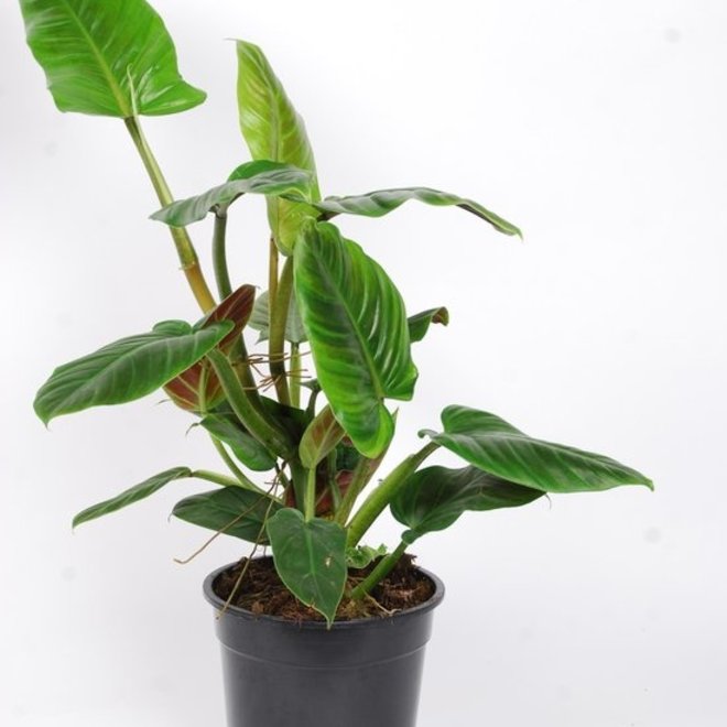 Green Bubble Philodendron Subhastatum 40 Cm Green Bubble