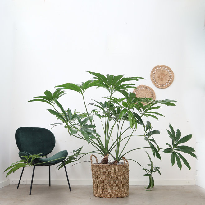 Philodendron Funbun - 120cm