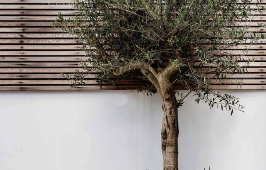 Hoe bescherm je jouw olijfboom of palm tegen de kou (buiten)?