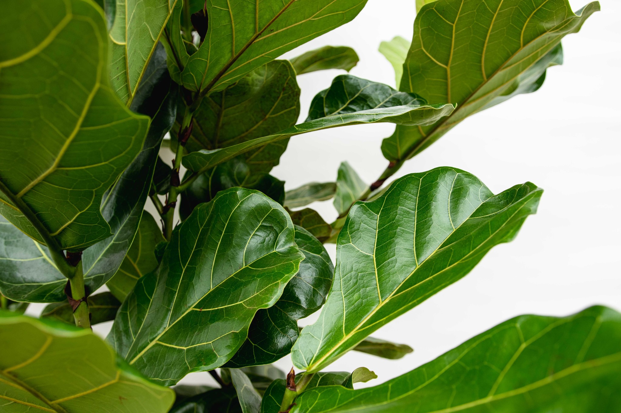 Ficus Lyrata Strauch XL -