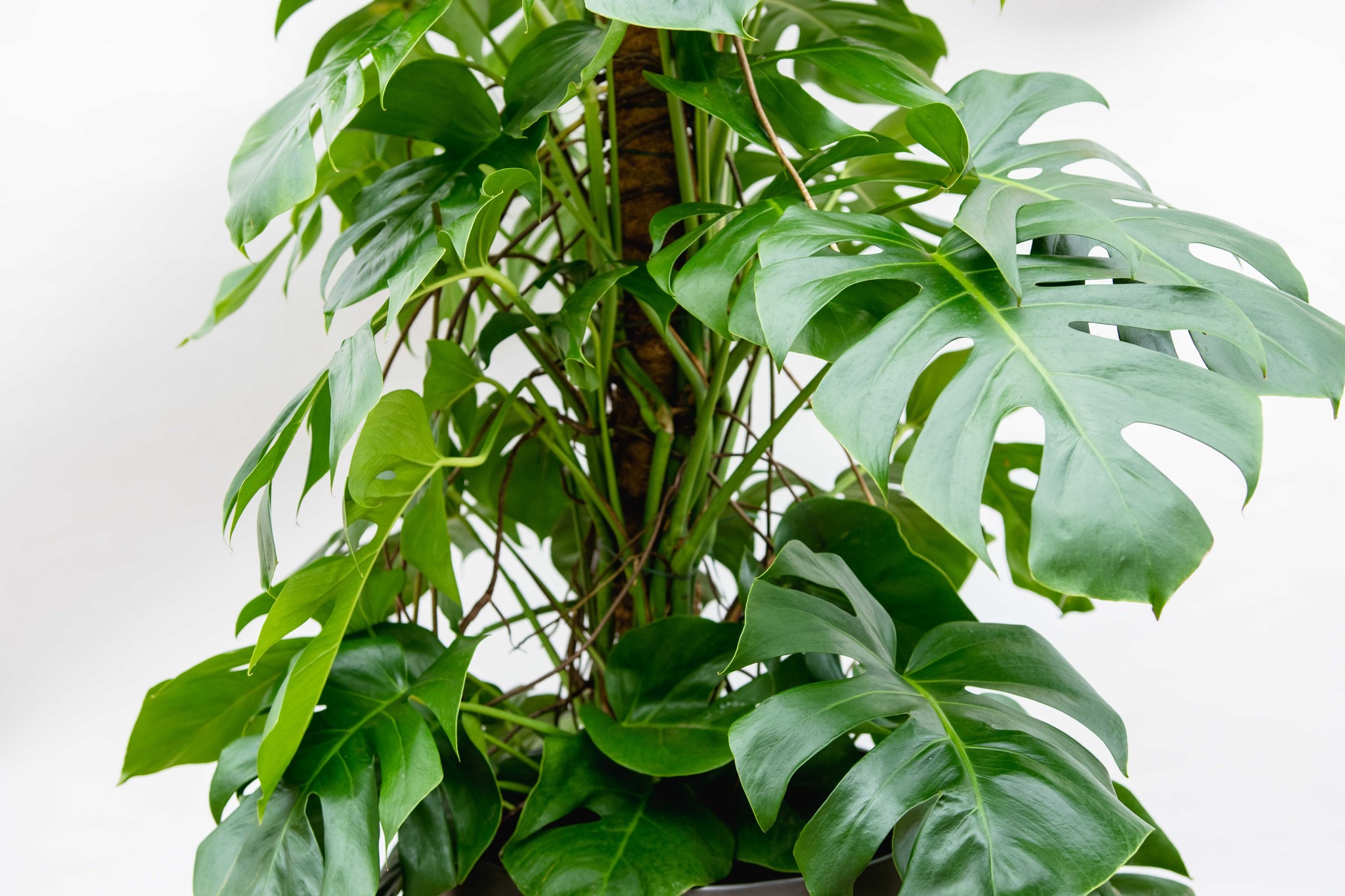 Monstera deliciosa - Pépinère écologique La Maison du Bananier